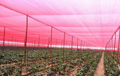 Red shade net for greenhouse and trees Red shade net for greenhouse and trees