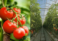 Shade net effect on tomato cultivation Shade net effect on tomato cultivation