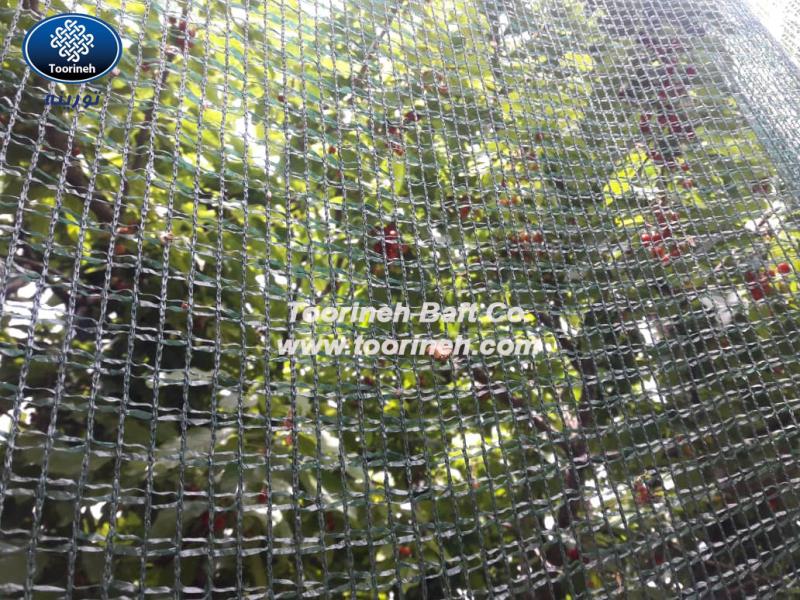 توری ضدپرنده، گزینه‌ای مطمئن و آسان برای محافظت میوه درختان از آسیب پرندگان