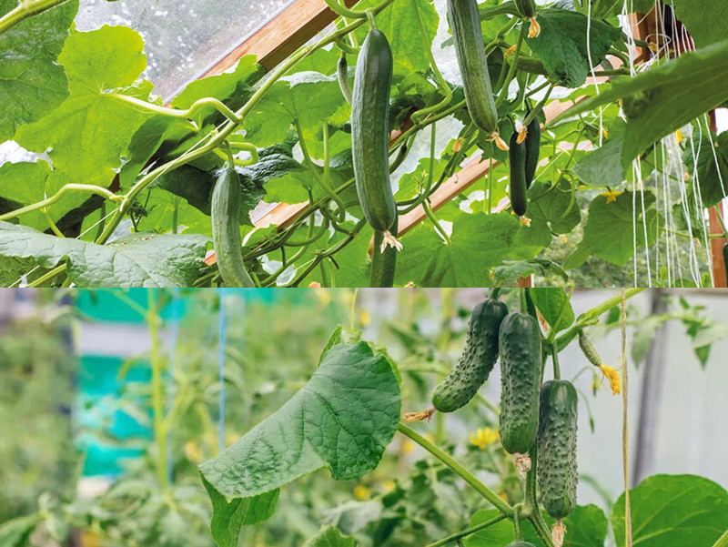 Significant increase in yield by cultivating cucumber under shade net