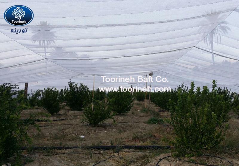 استفاده از پوشش توری ضدسرمازدگی شرکت تورینه بافت در قیر و کارزین (استان فارس)