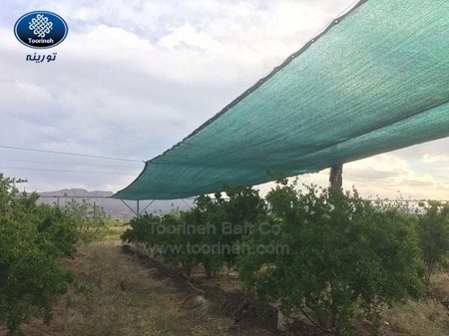 Shade net for preventing sun burn in pomegranate garden