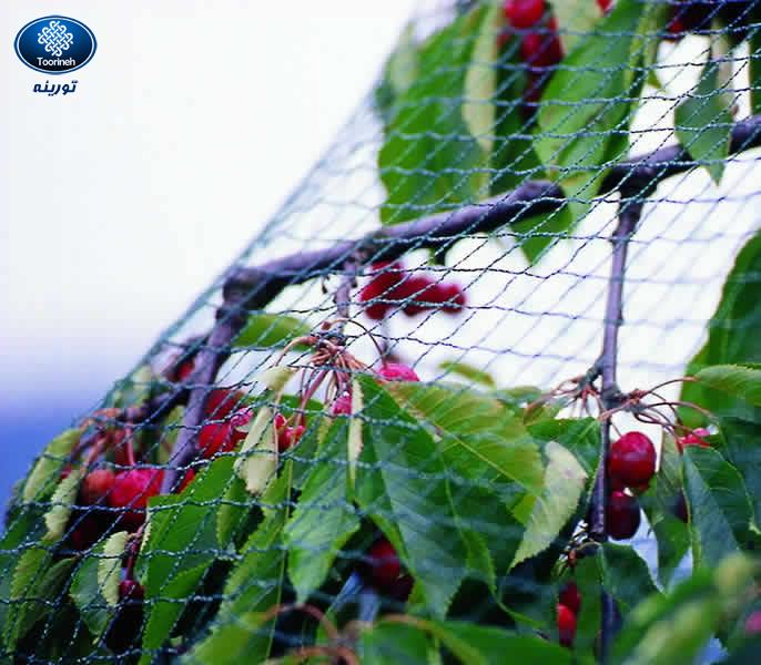 جلوگیری از آسیب پرندگان به میوه درختان به‌وسیله توری ضدپرنده