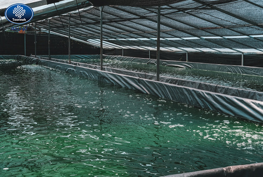 fish pool shade net